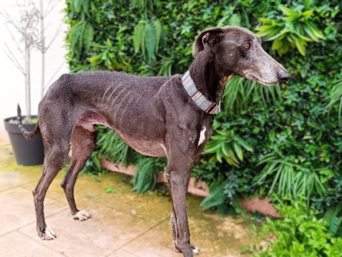 Adoption Logan