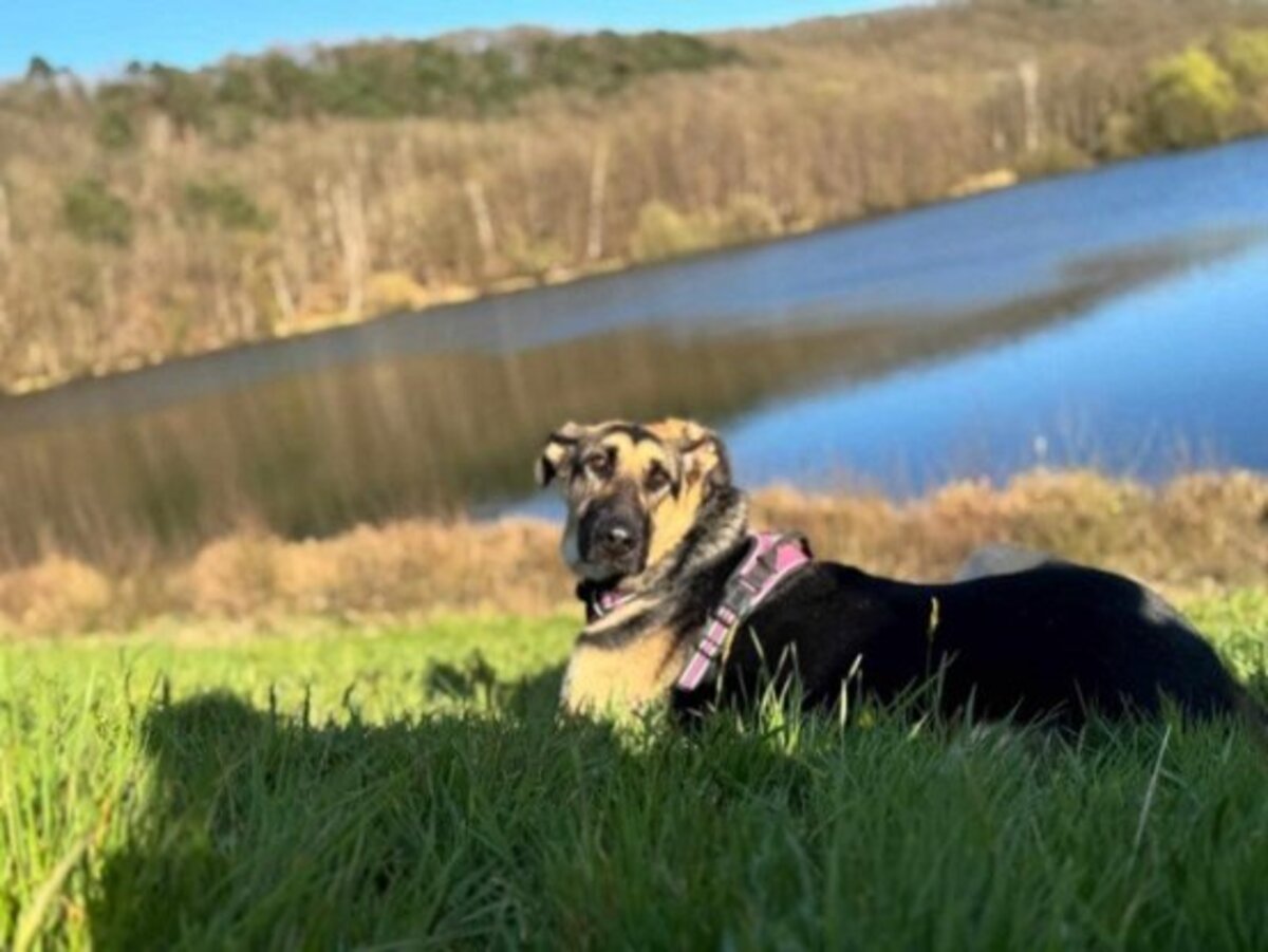 Adoption Lola