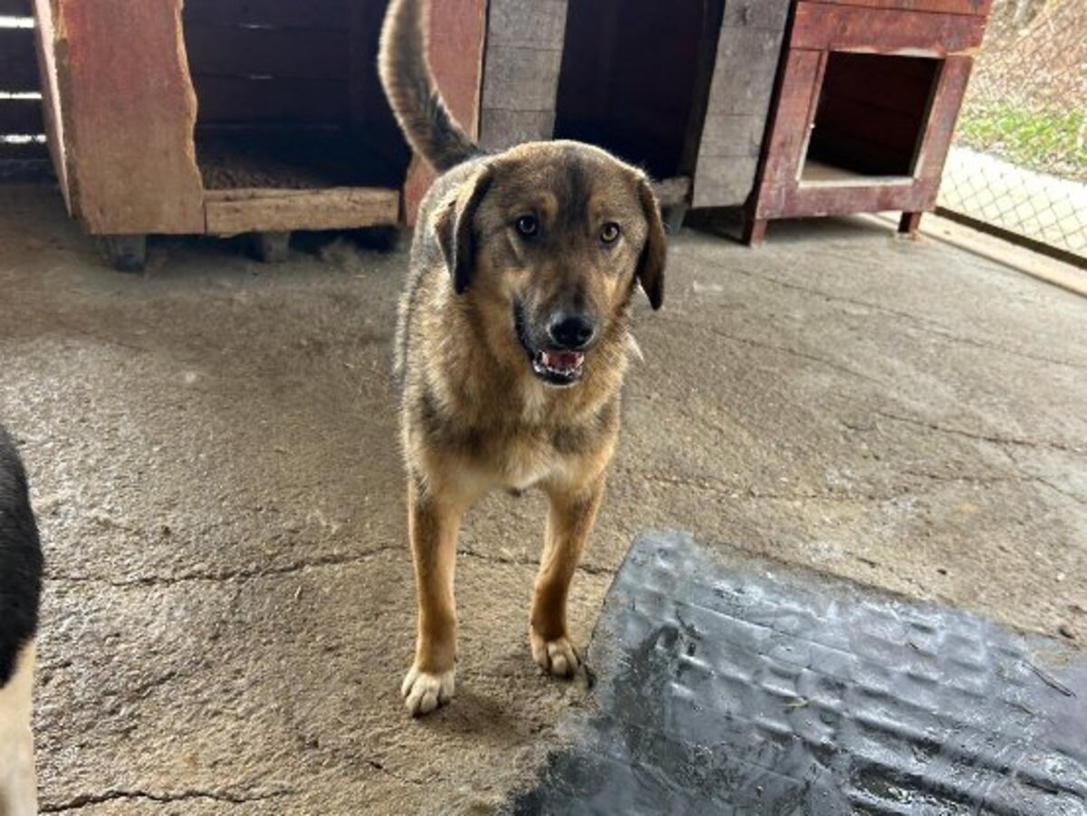 Adoption Lola