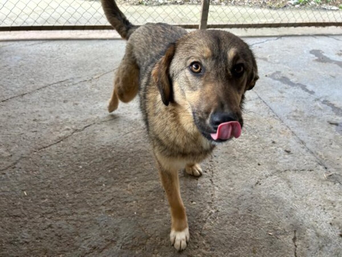 Adoption Lola