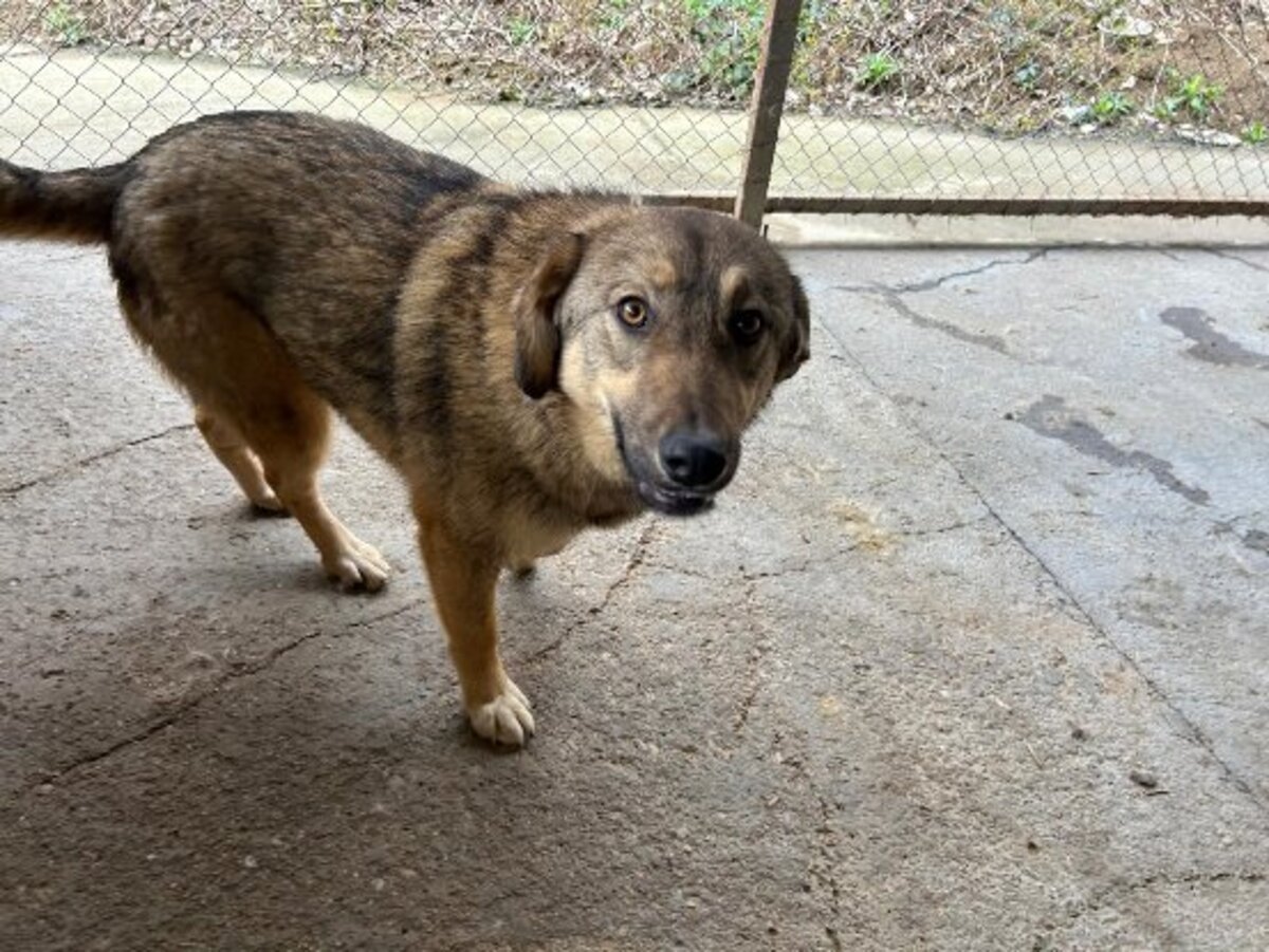 Adoption Lola
