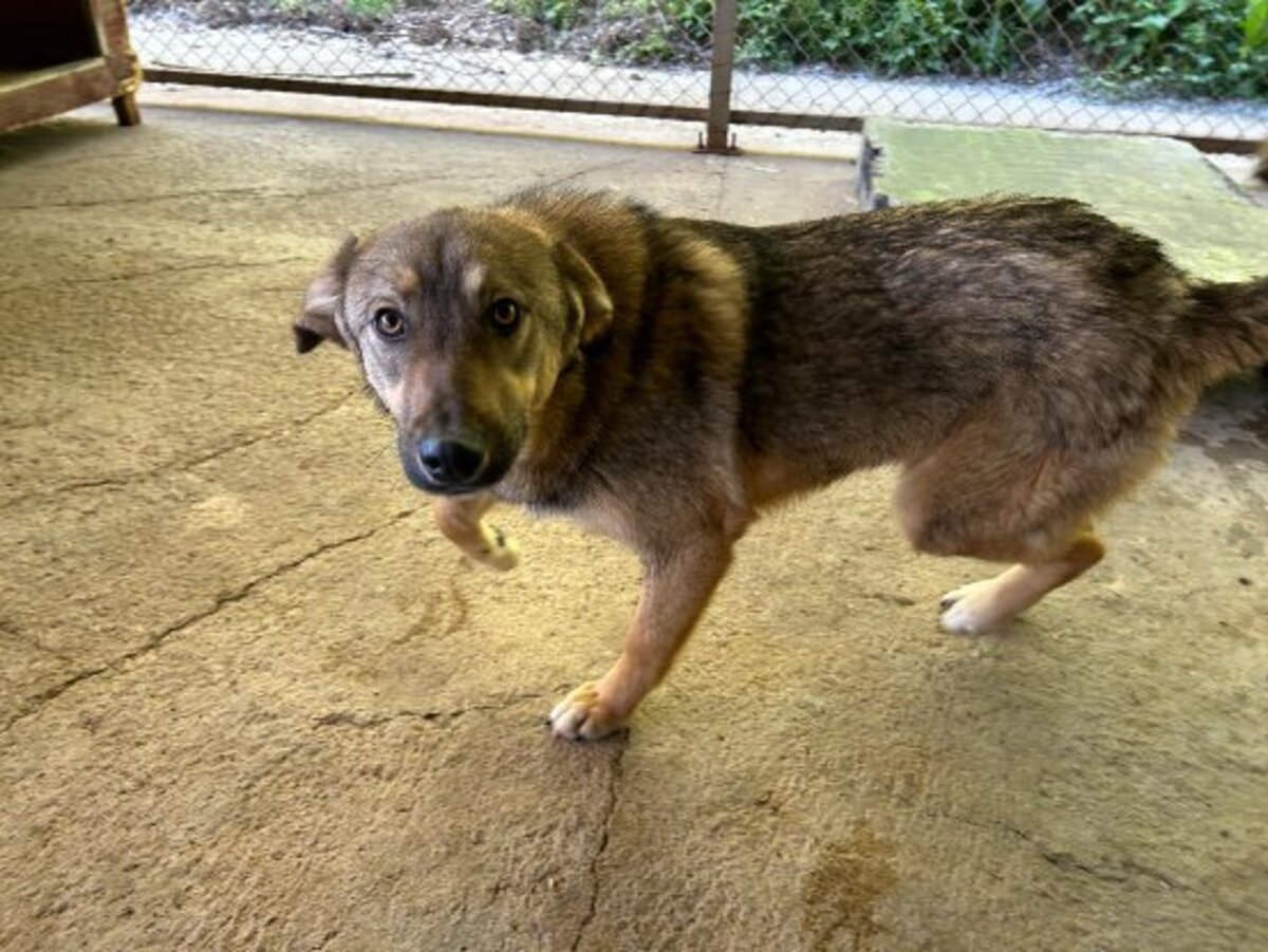 Adoption Lola