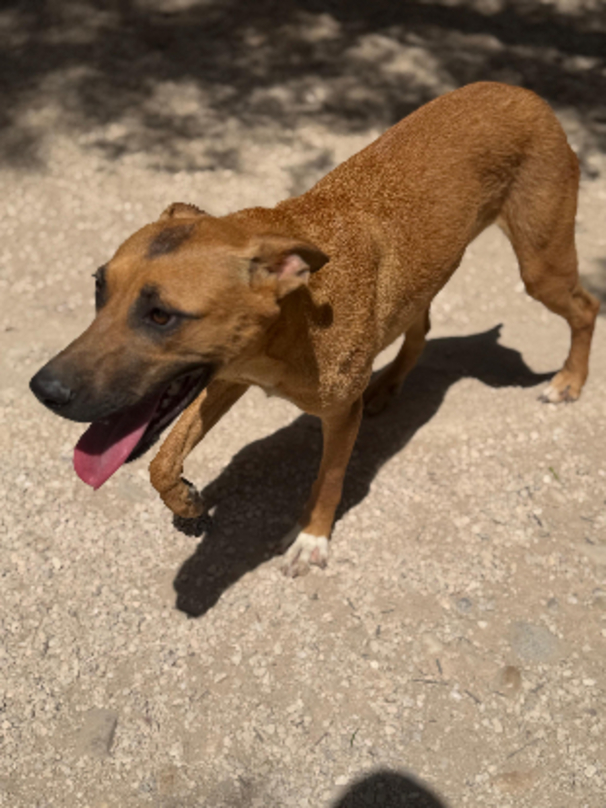 Adoption Lola