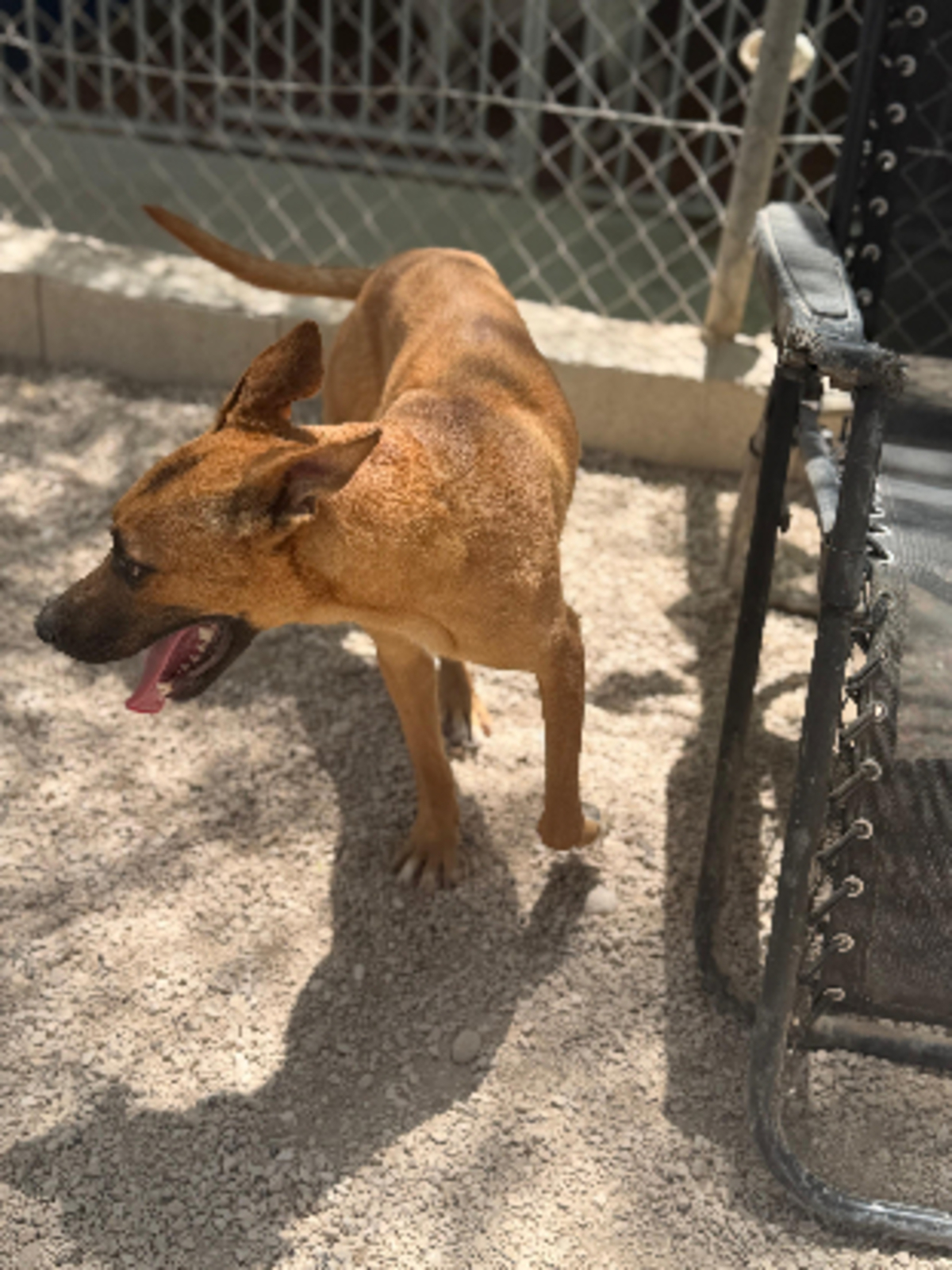 Adoption Lola