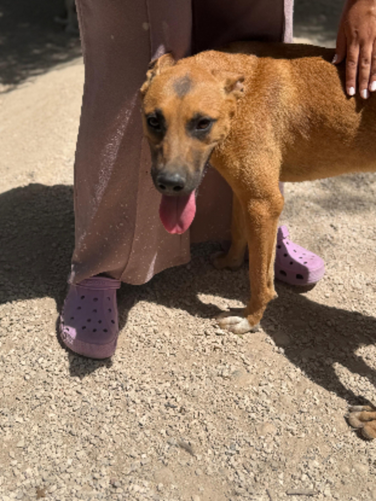 Adoption Lola