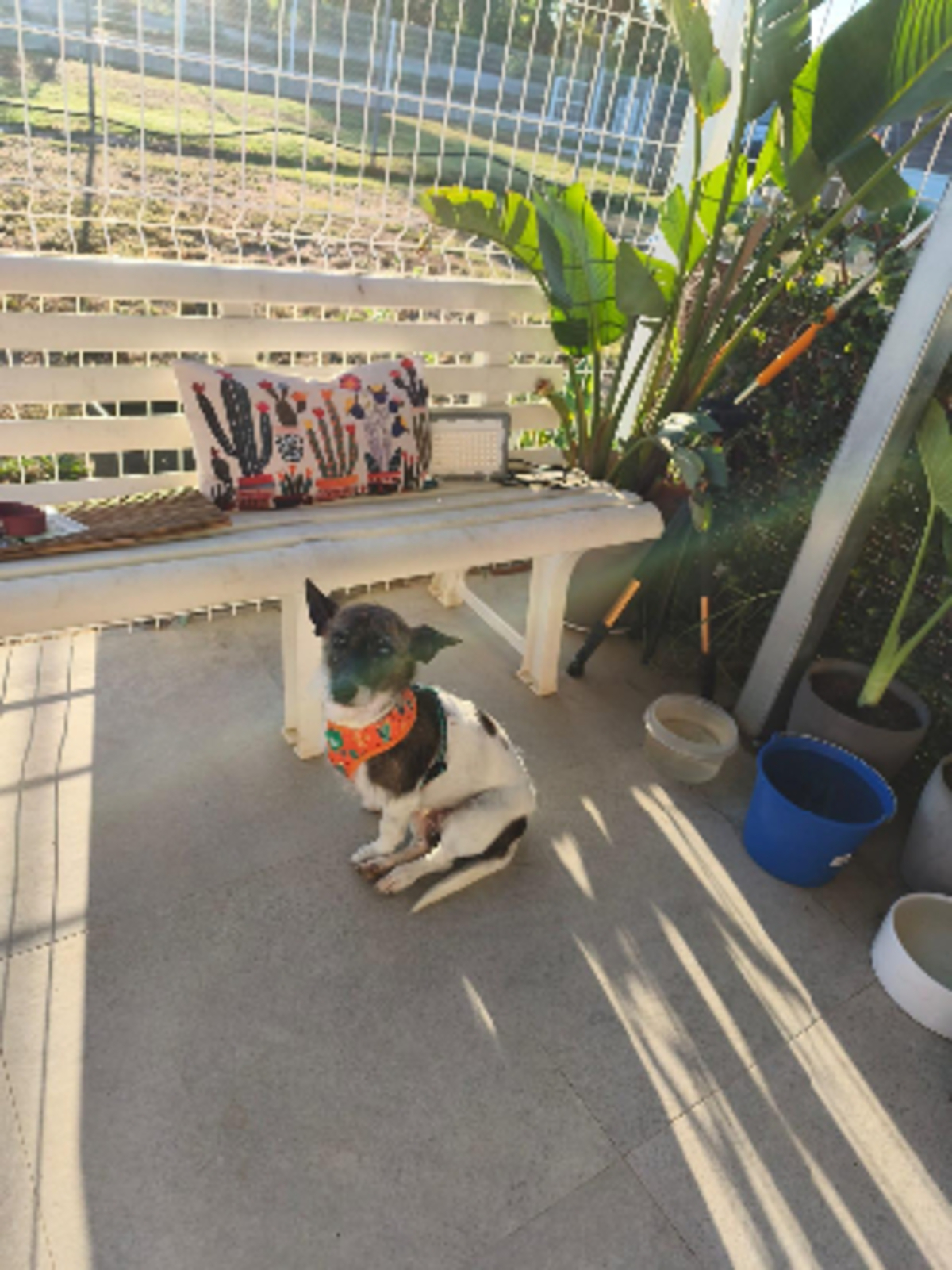 Adoption Lolita