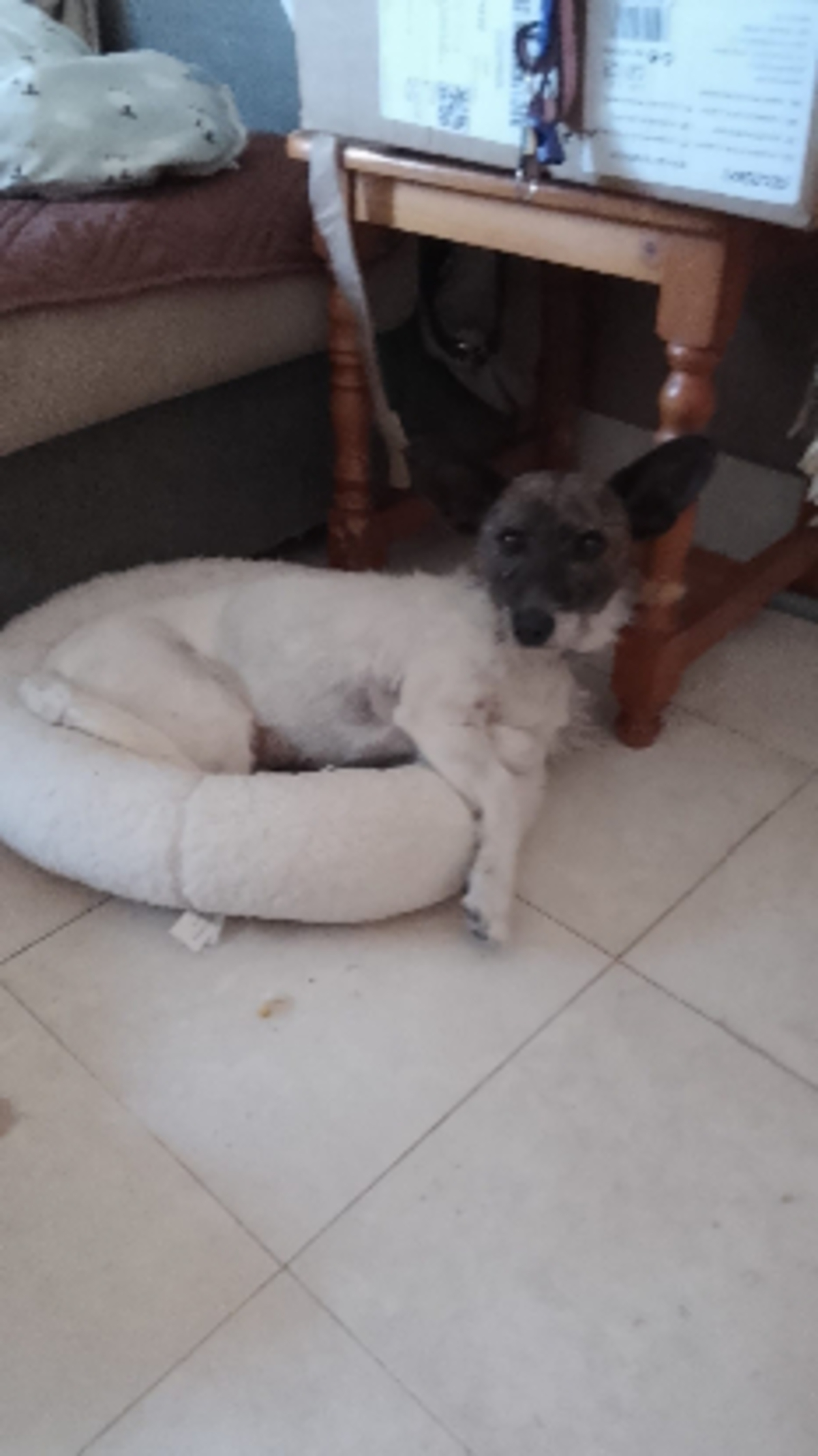 Adoption Lolita