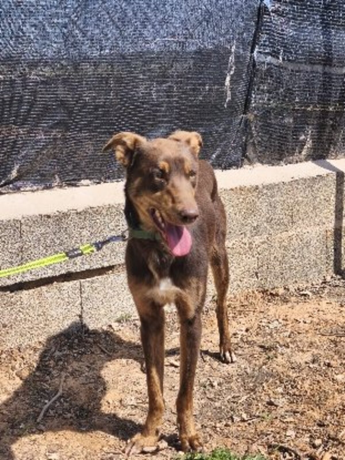 Adoption Lolo