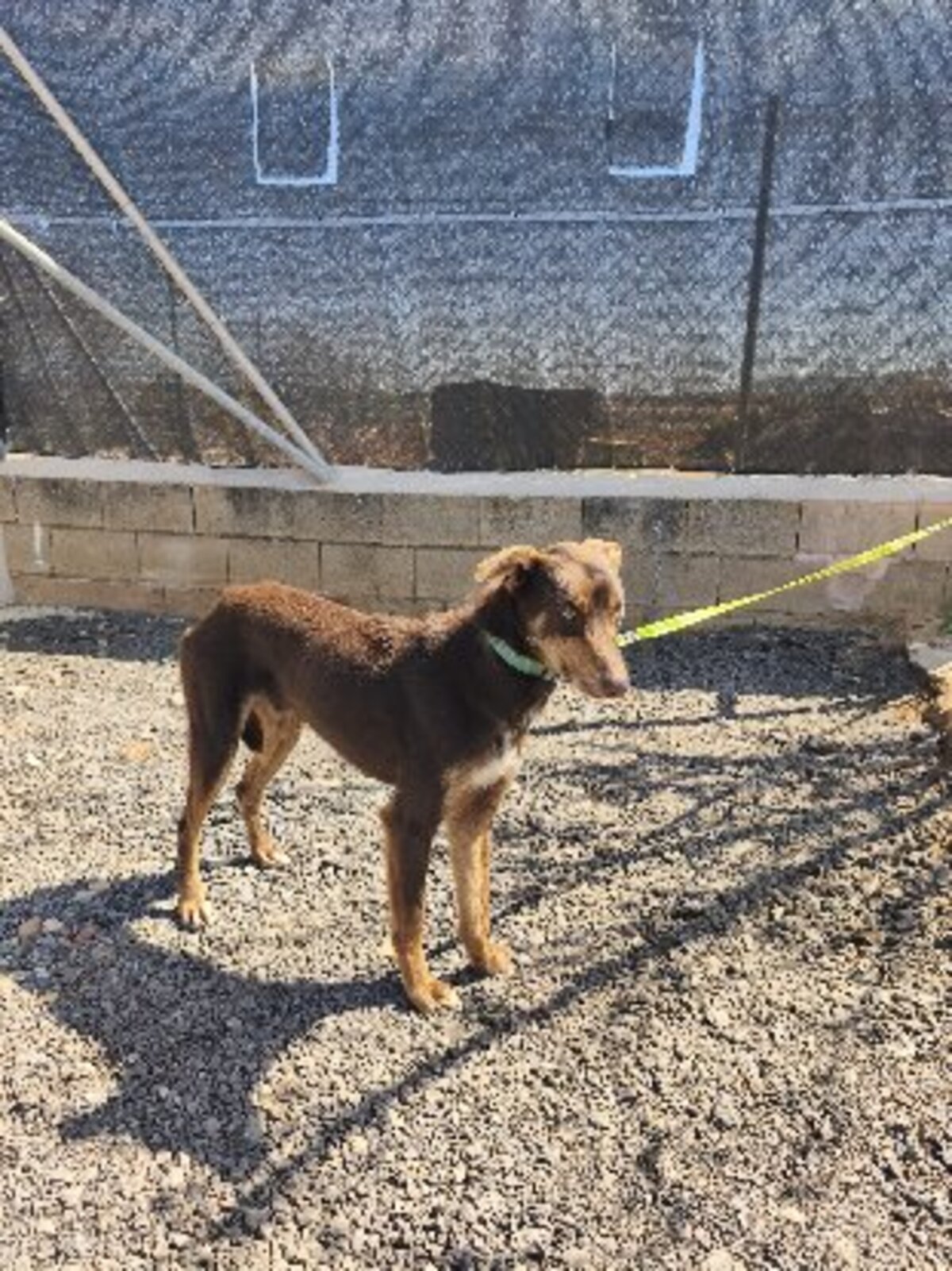 Adoption Lolo