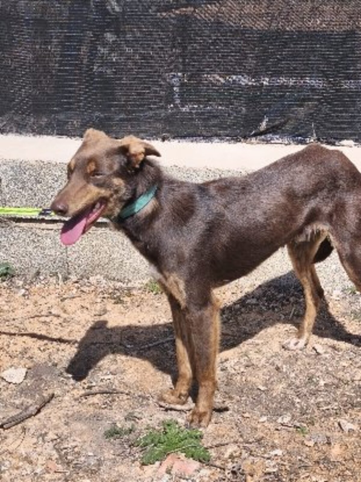 Adoption Lolo