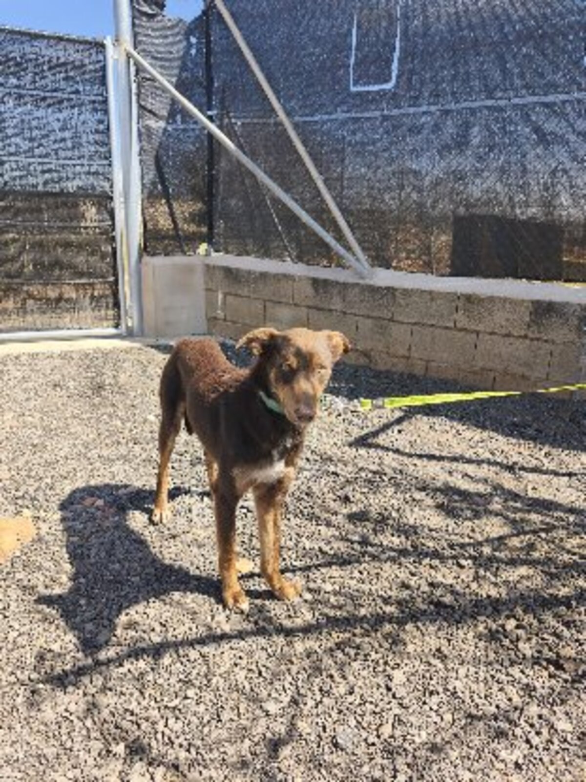 Adoption Lolo