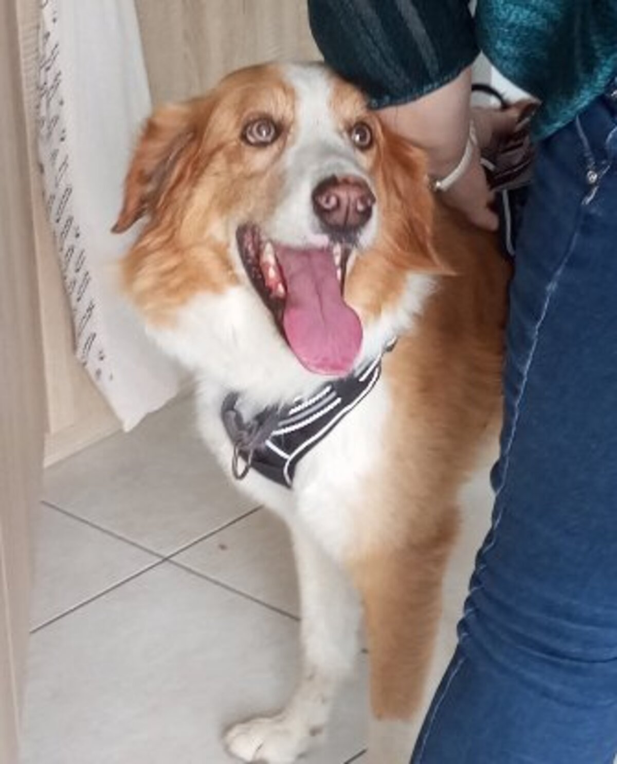 Adoption Lookee