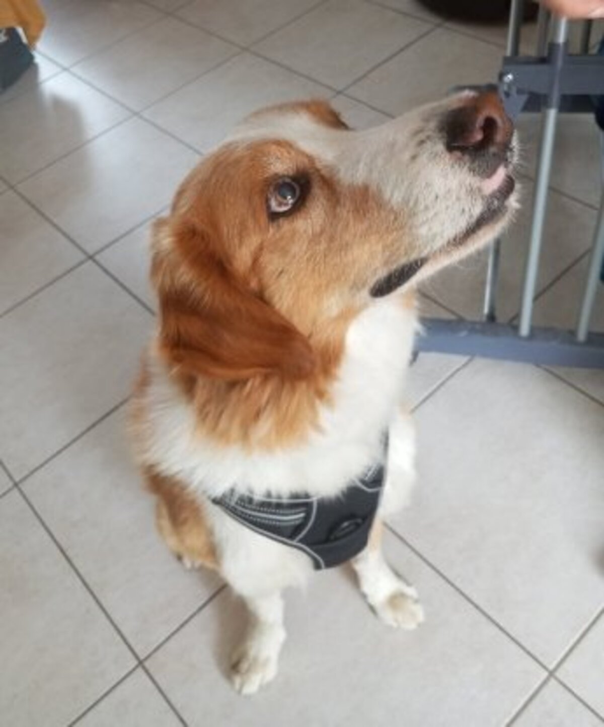 Adoption Lookee