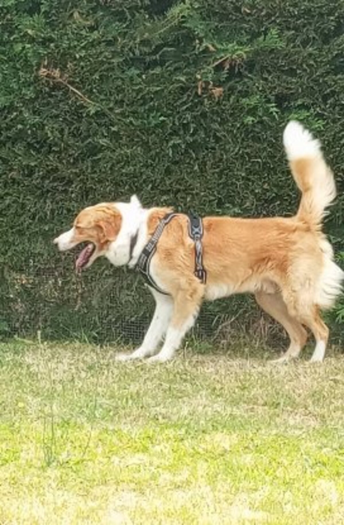 Adoption Lookee