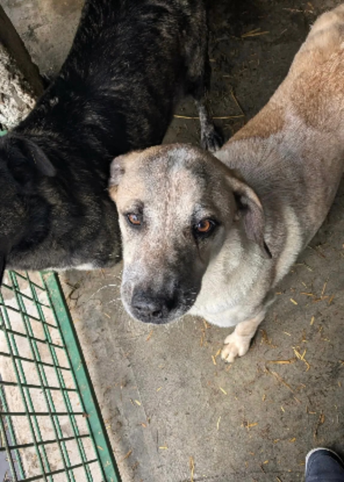 Adoption Looping