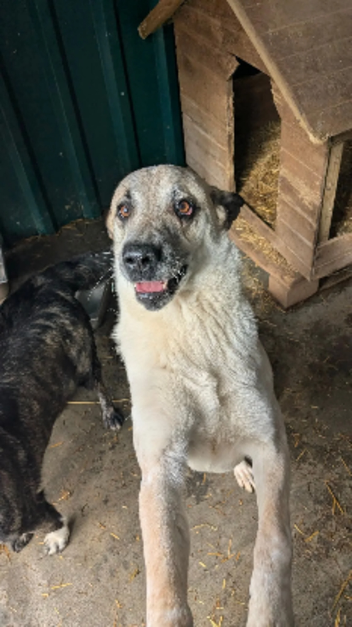 Adoption Looping