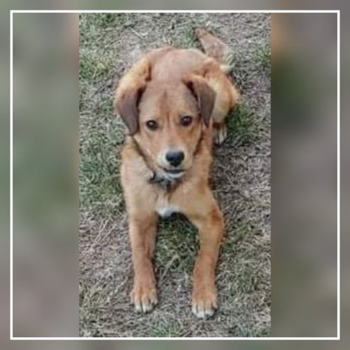 Adoption Lora