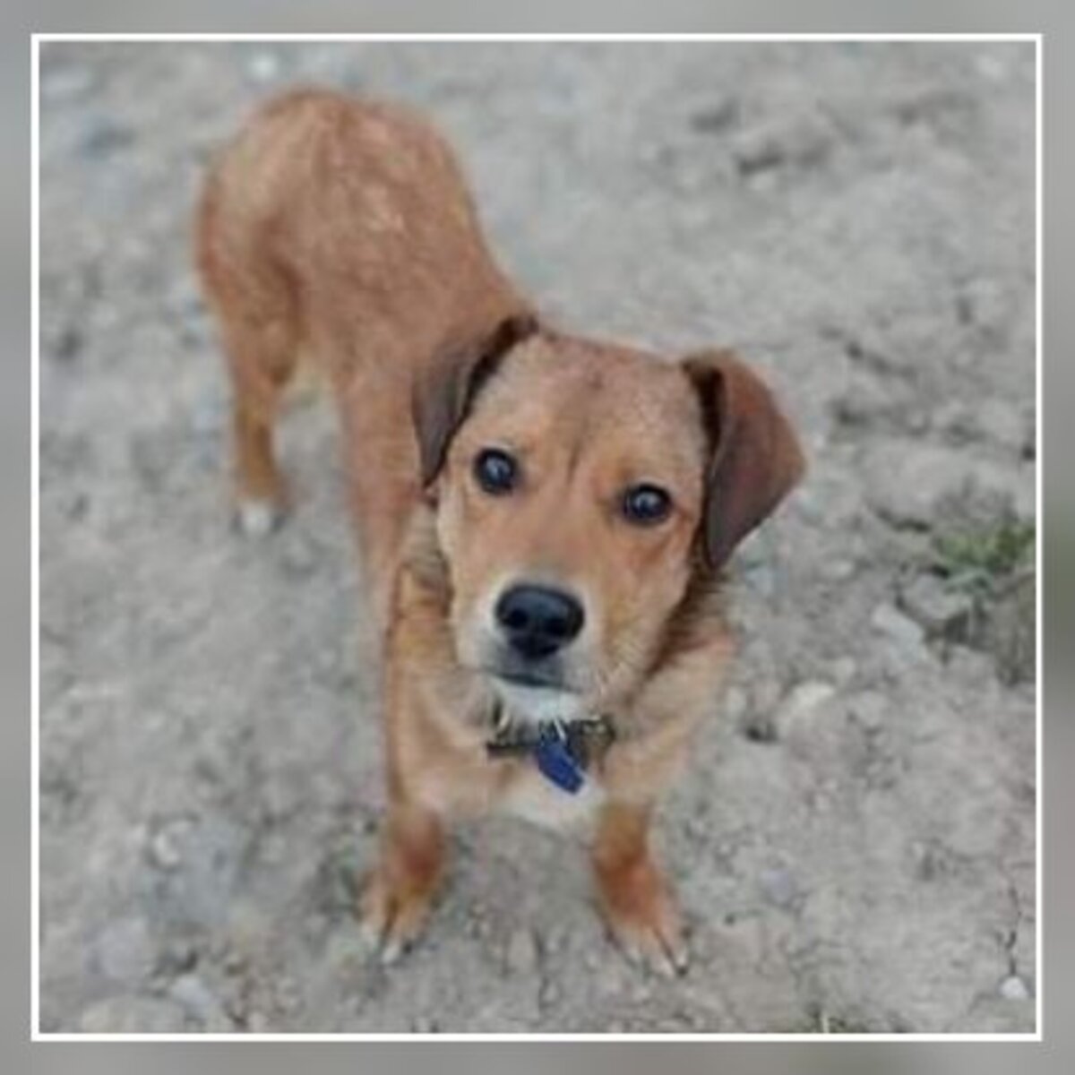 Adoption Lora