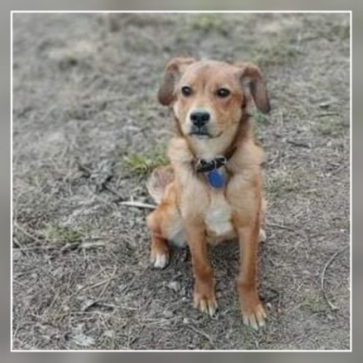 Adoption Lora
