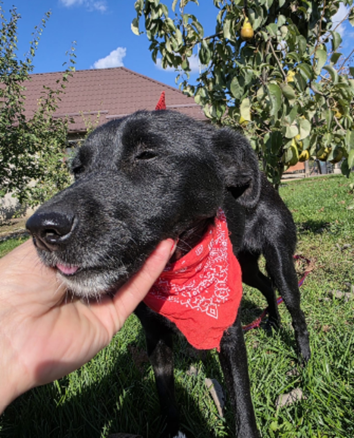 Adoption Loraa