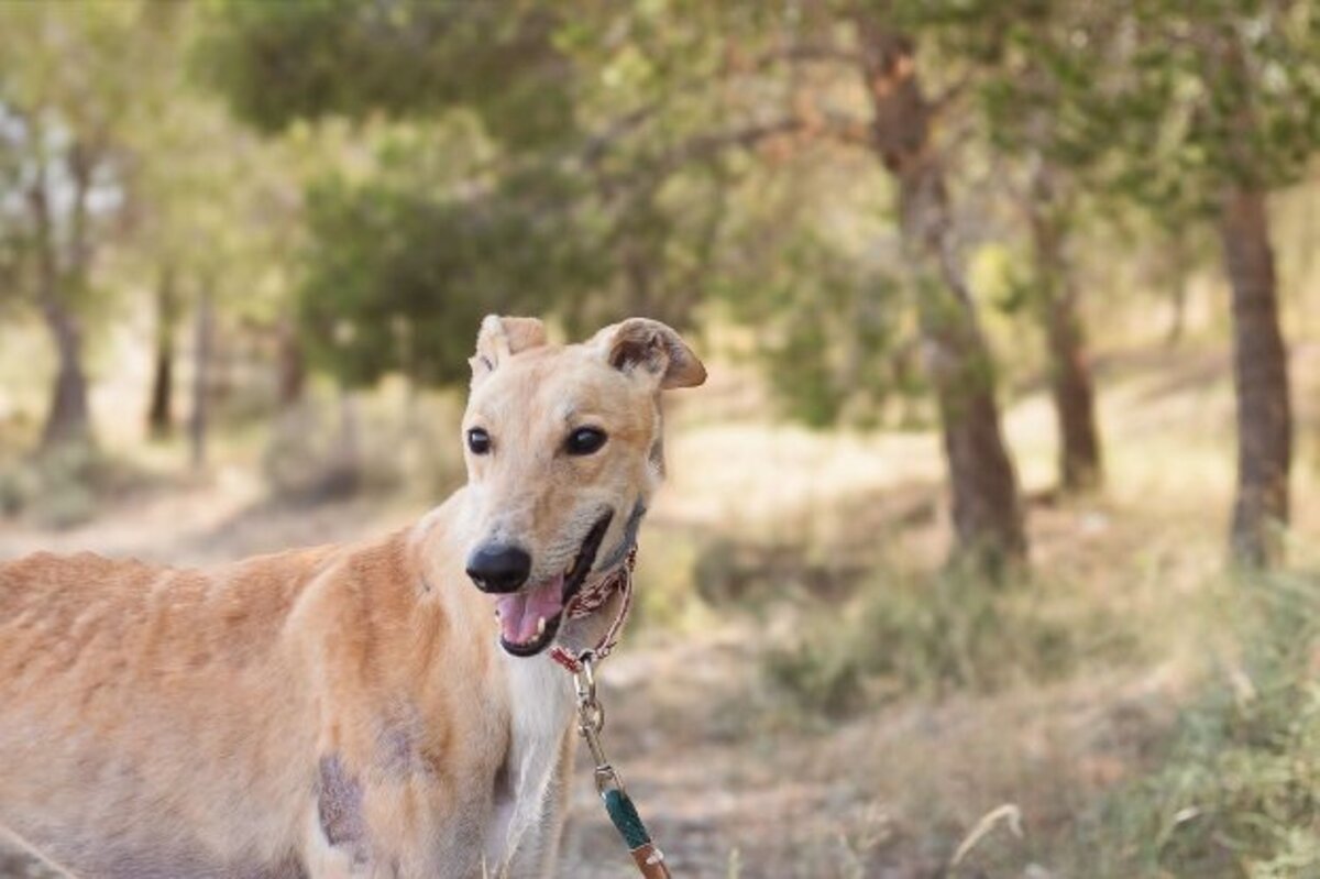 Adoption Lorenzo