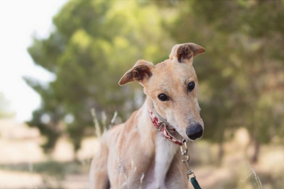 Adoption Lorenzo