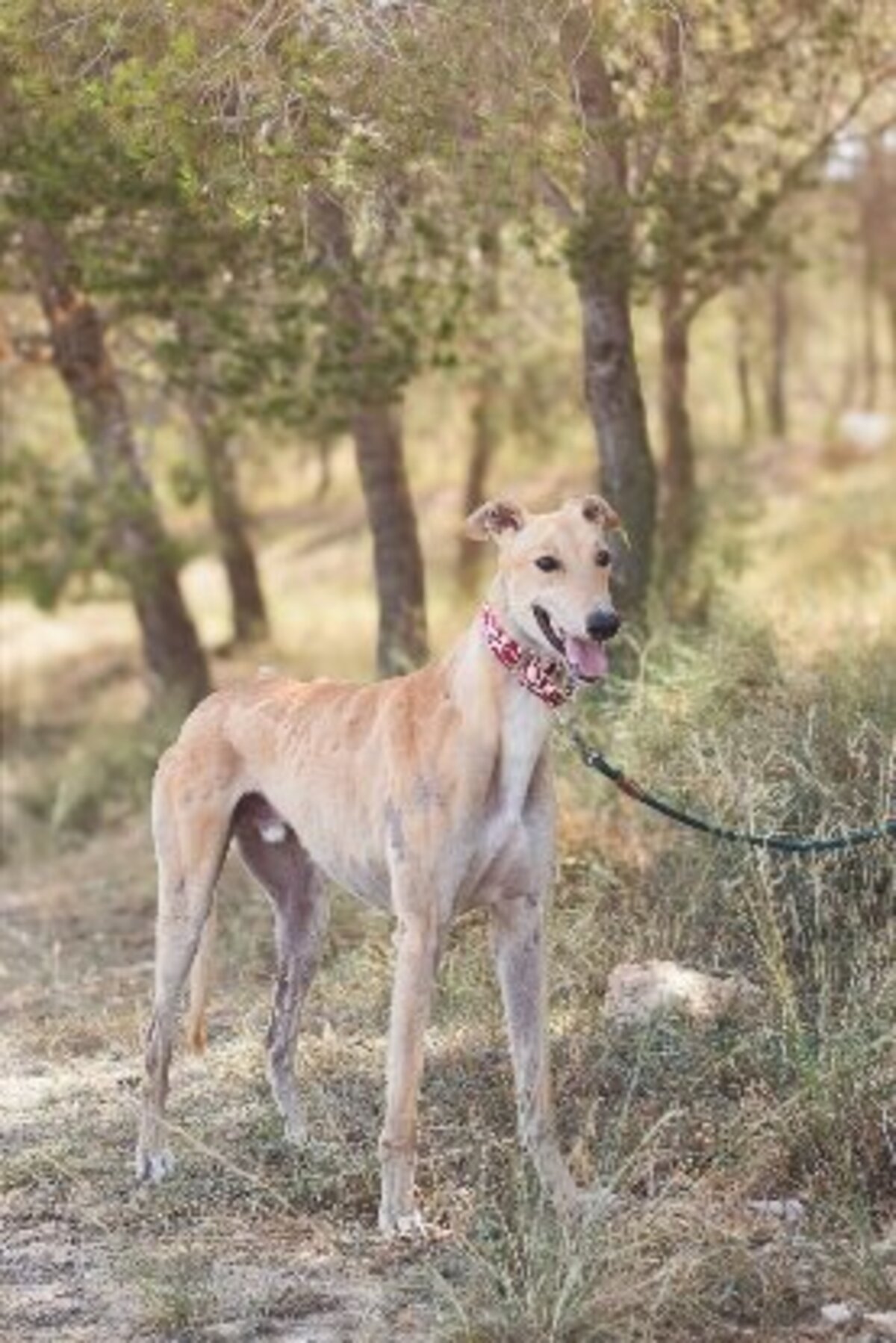 Adoption Lorenzo
