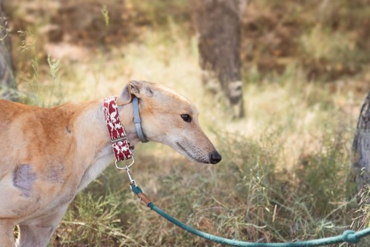 Adoption Lorenzo