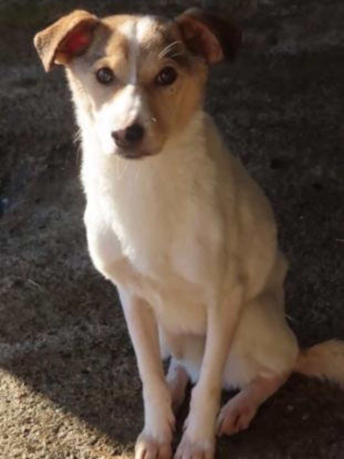 Adoption Lottie