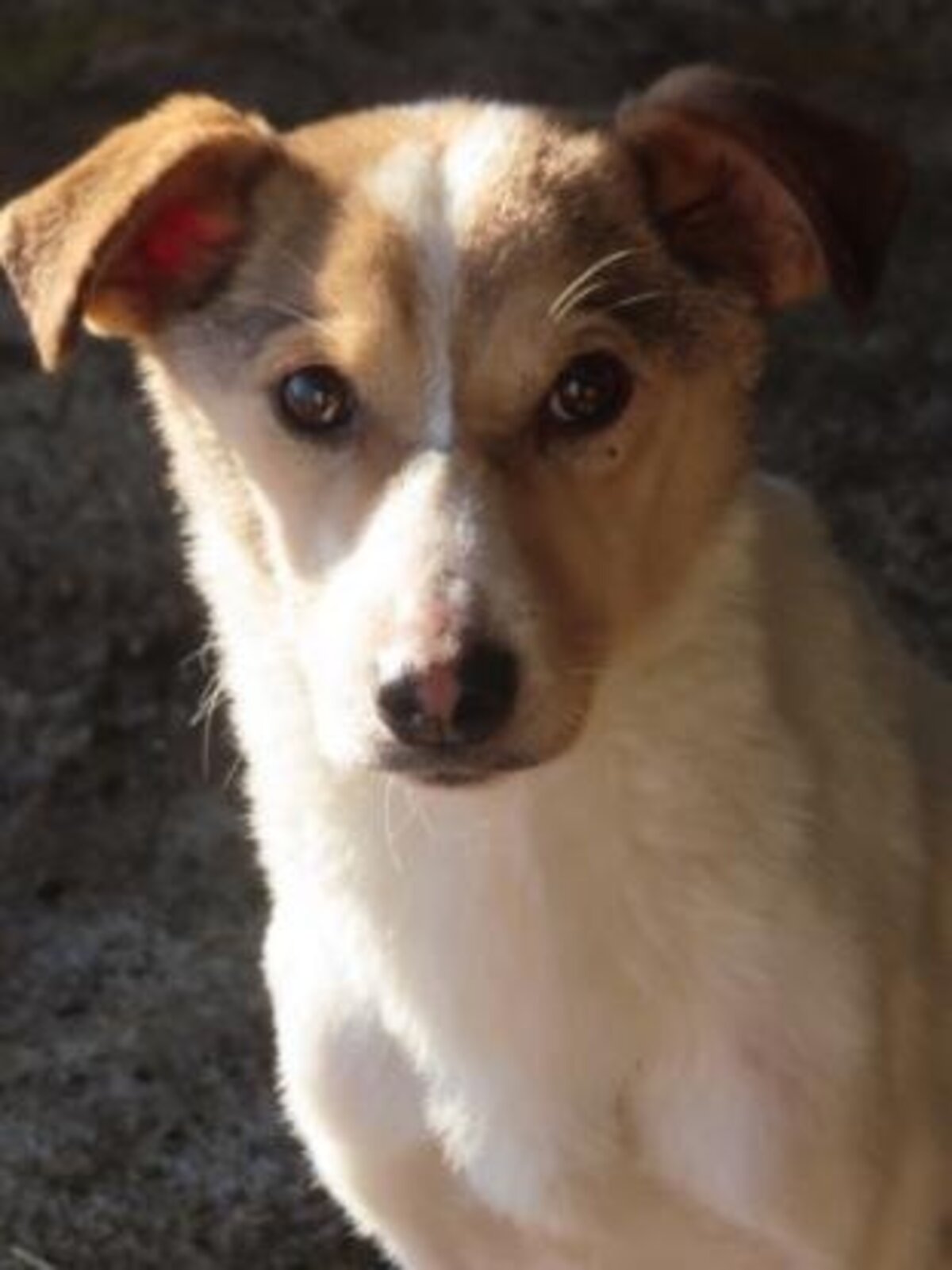 Adoption Lottie