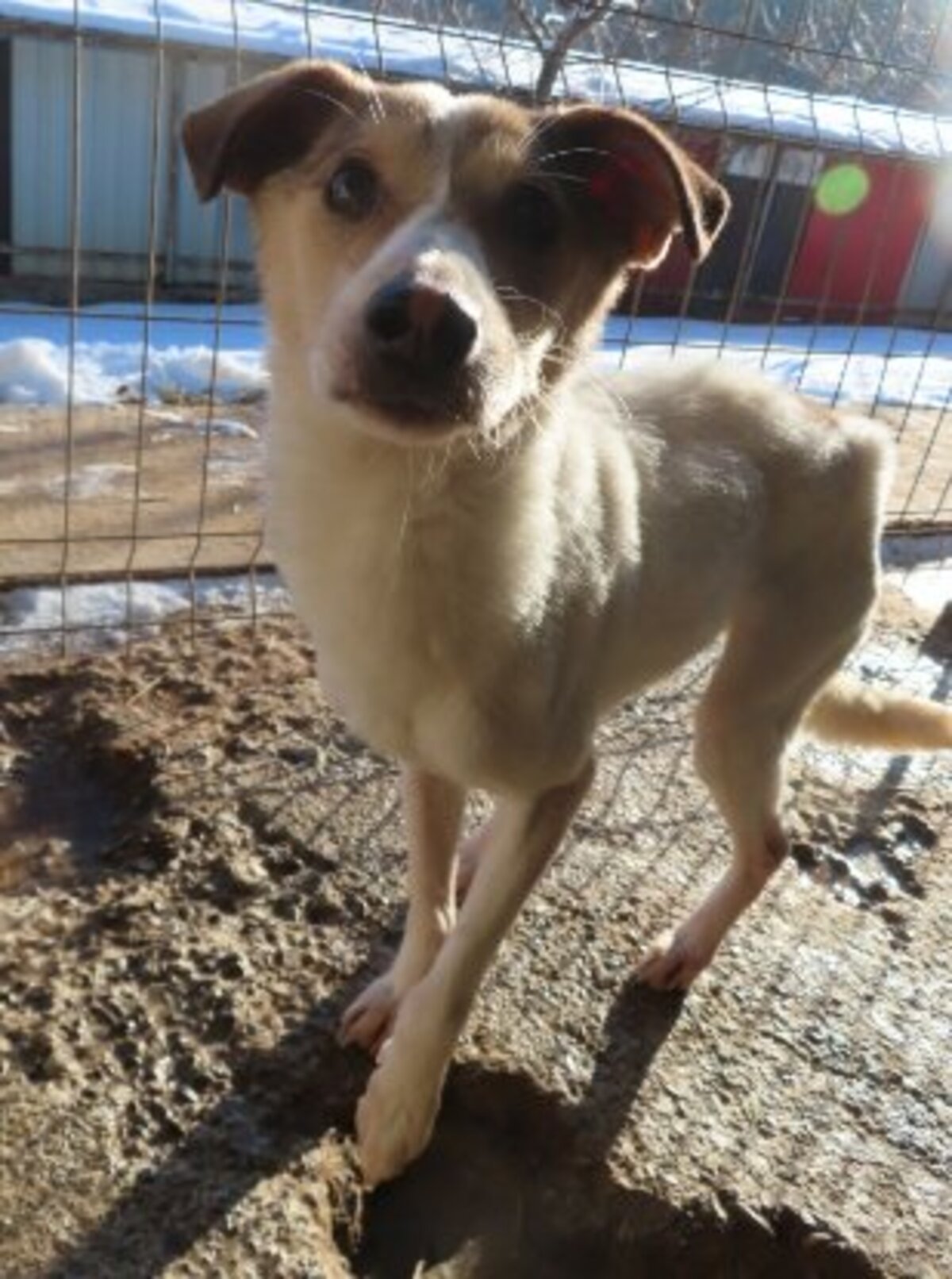 Adoption Lottie