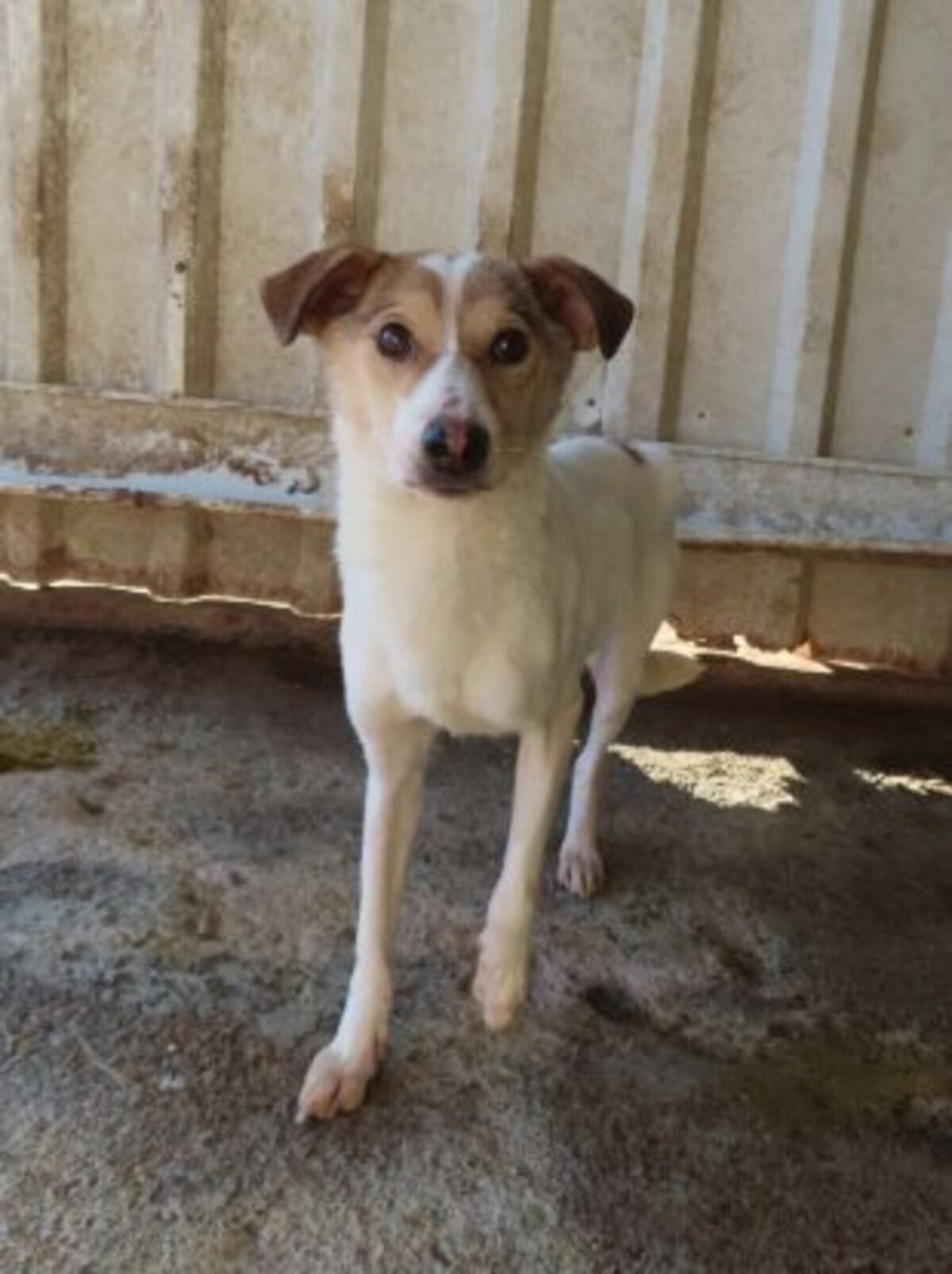 Adoption Lottie