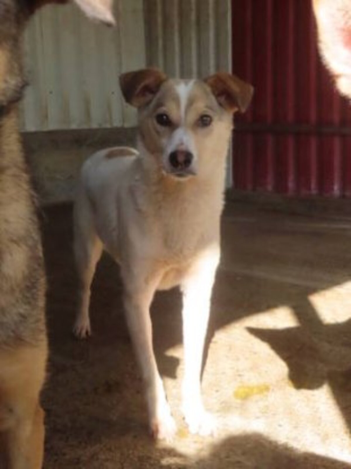 Adoption Lottie