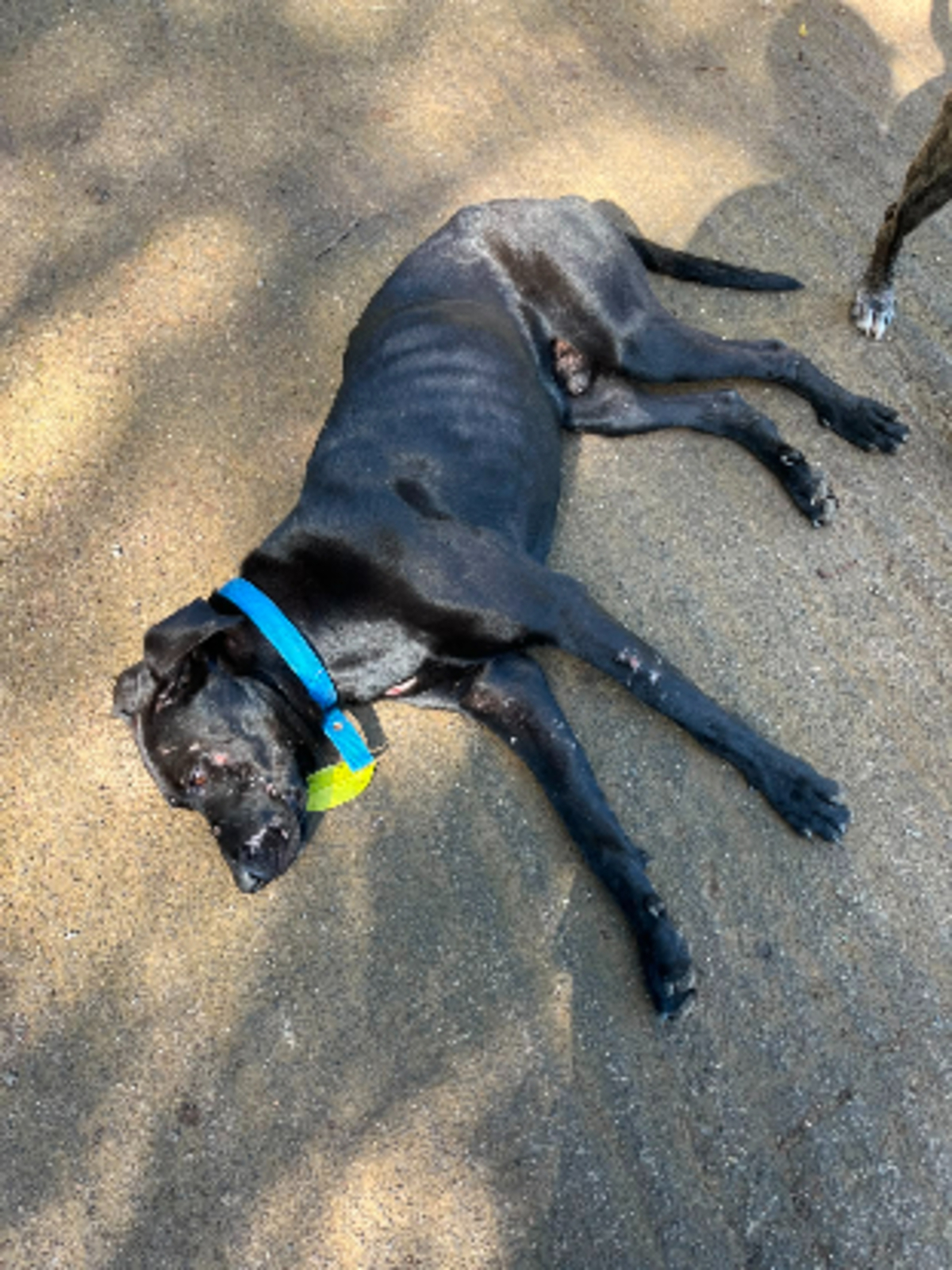 Adoption Louki