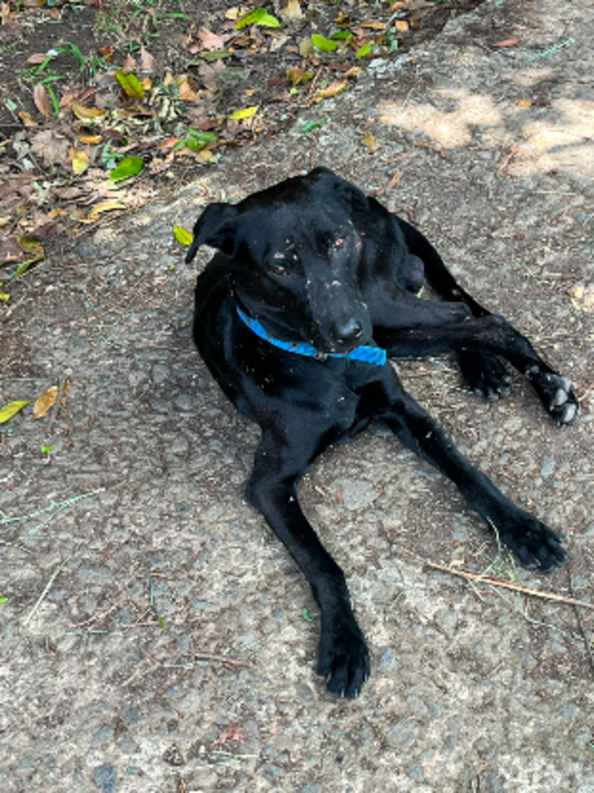Adoption Louki