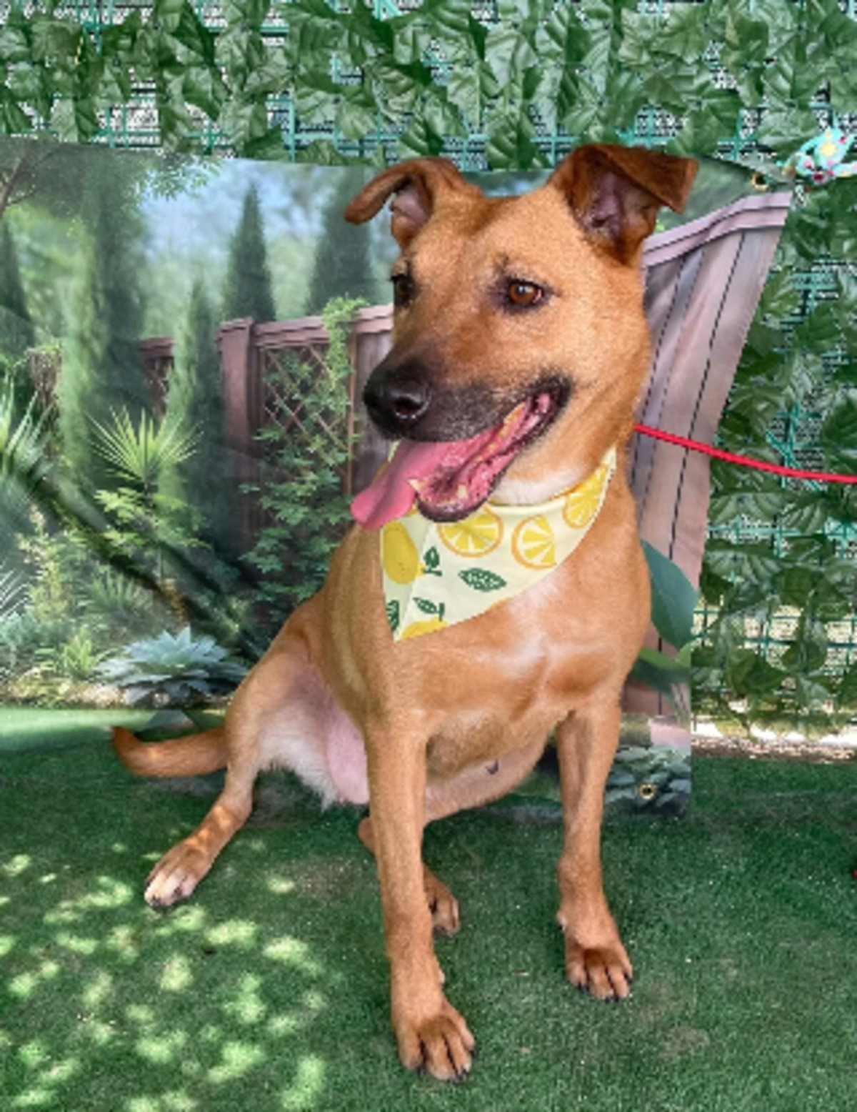 Adoption Loula