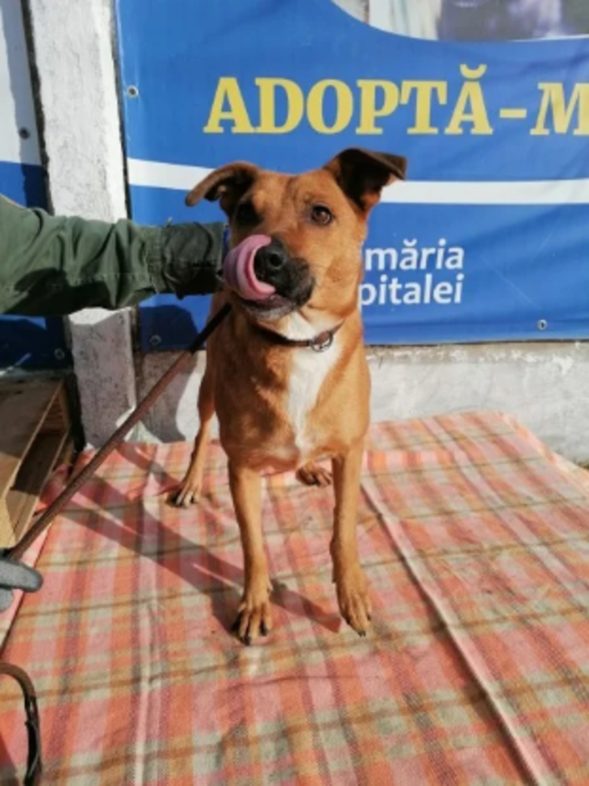 Adoption Loula