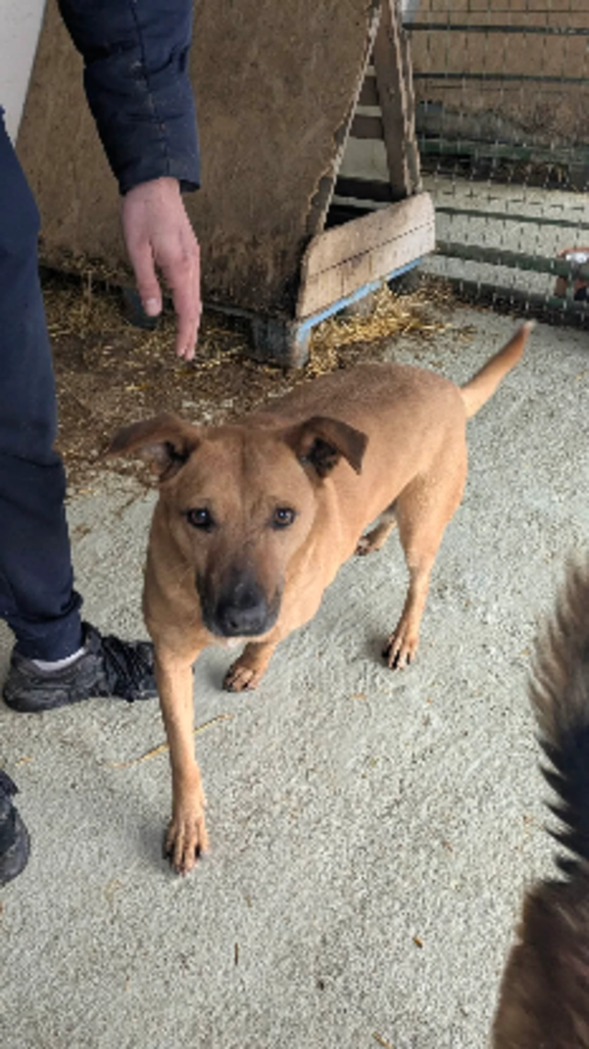 Adoption Loula