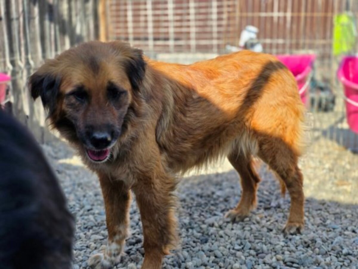 Adoption Loula