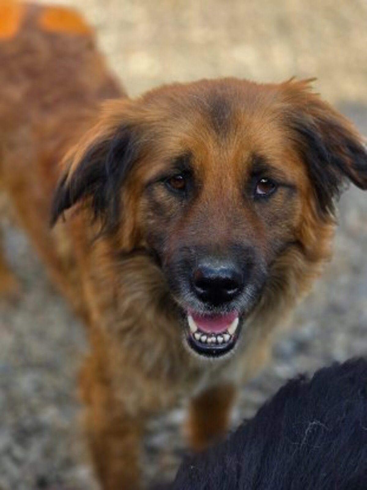 Adoption Loula