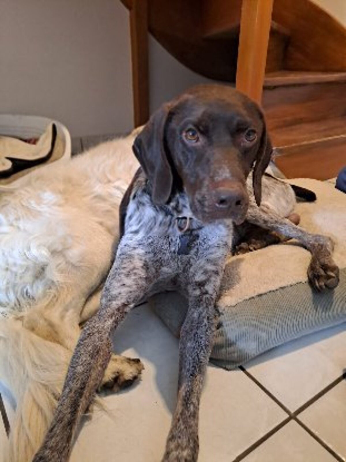 Adoption Loulou