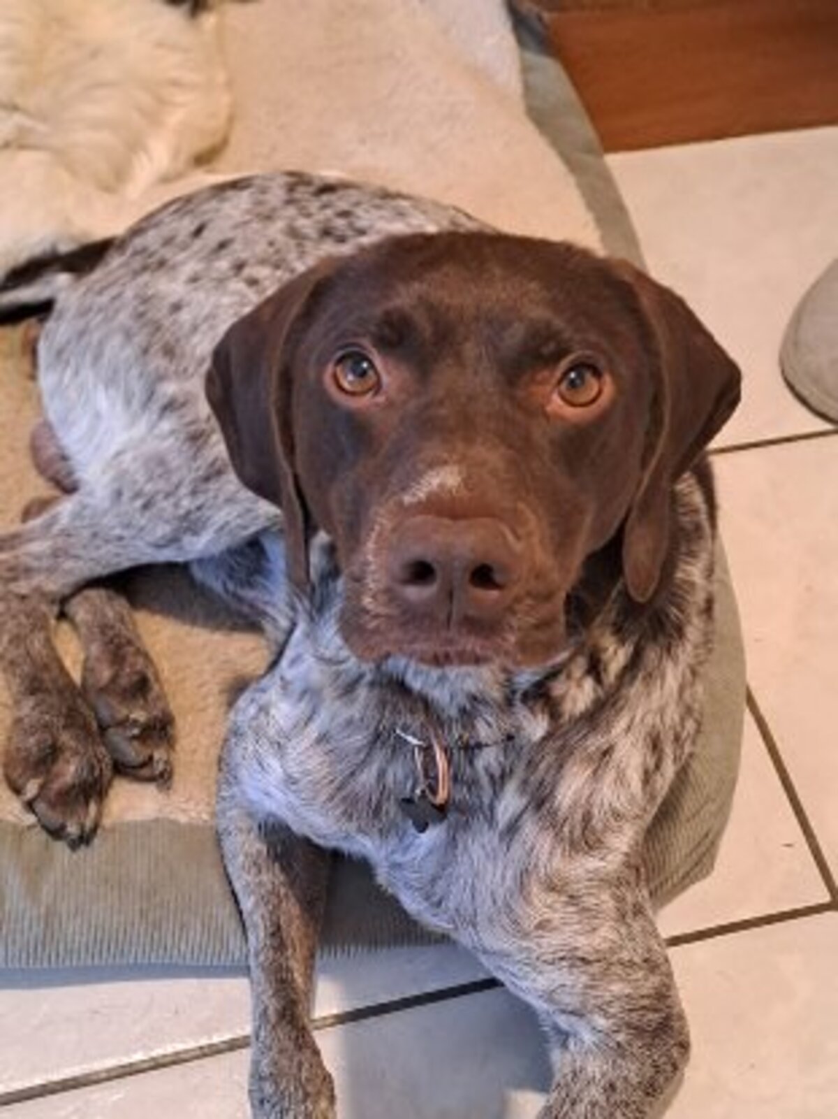 Adoption Loulou