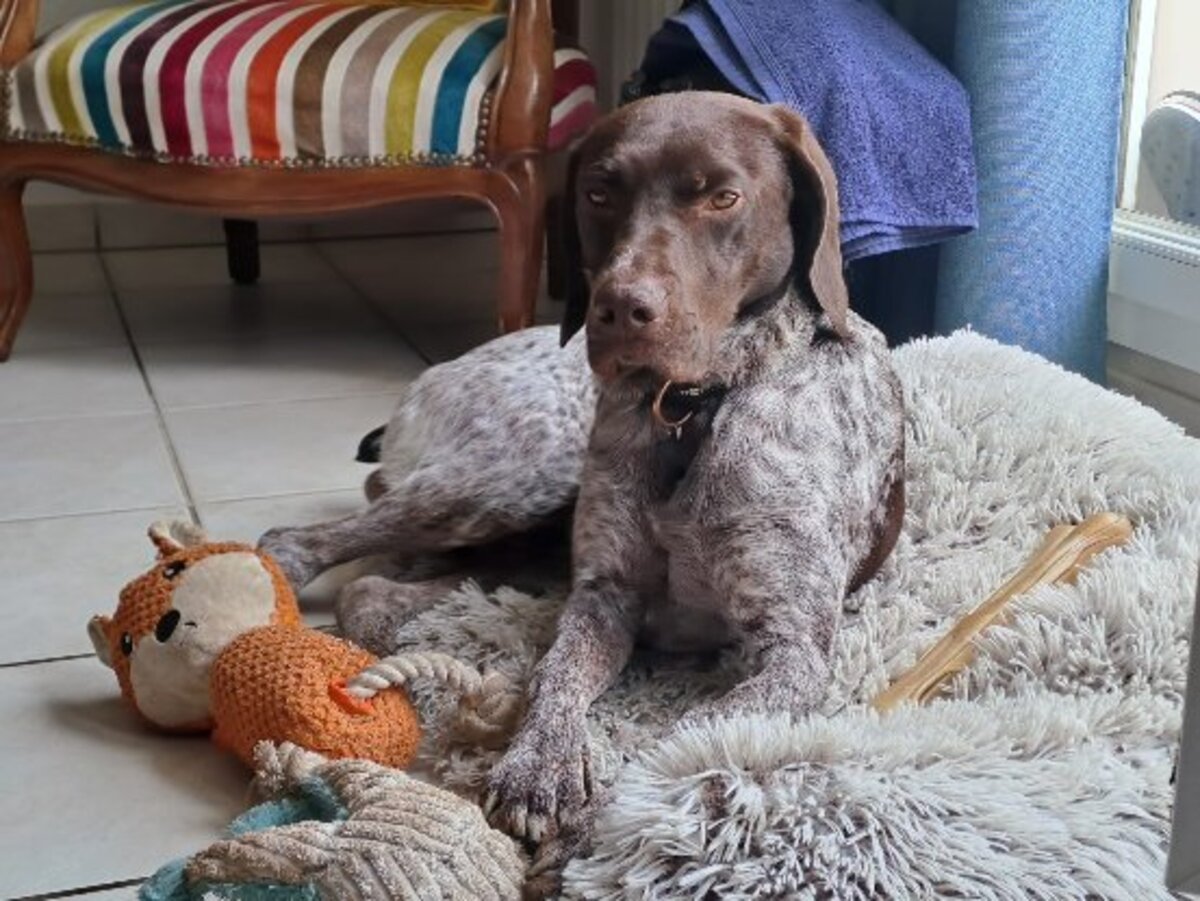 Adoption Loulou