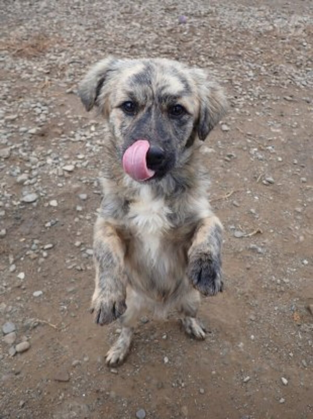 Adoption Louloute