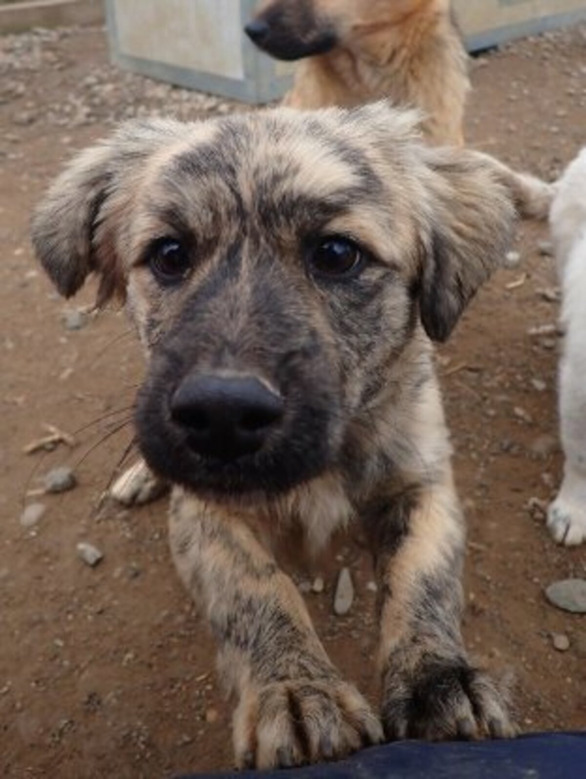 Adoption Louloute