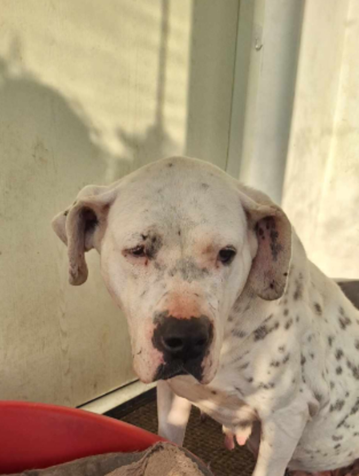 Adoption Louna