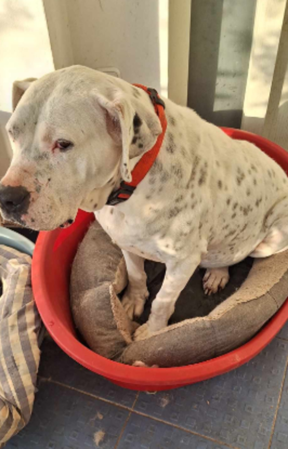 Adoption Louna