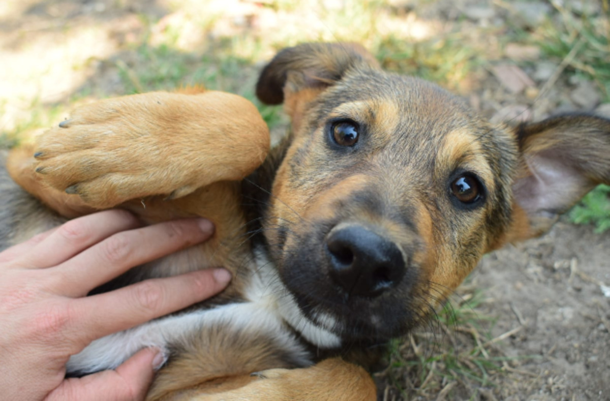 Adoption Lourdes