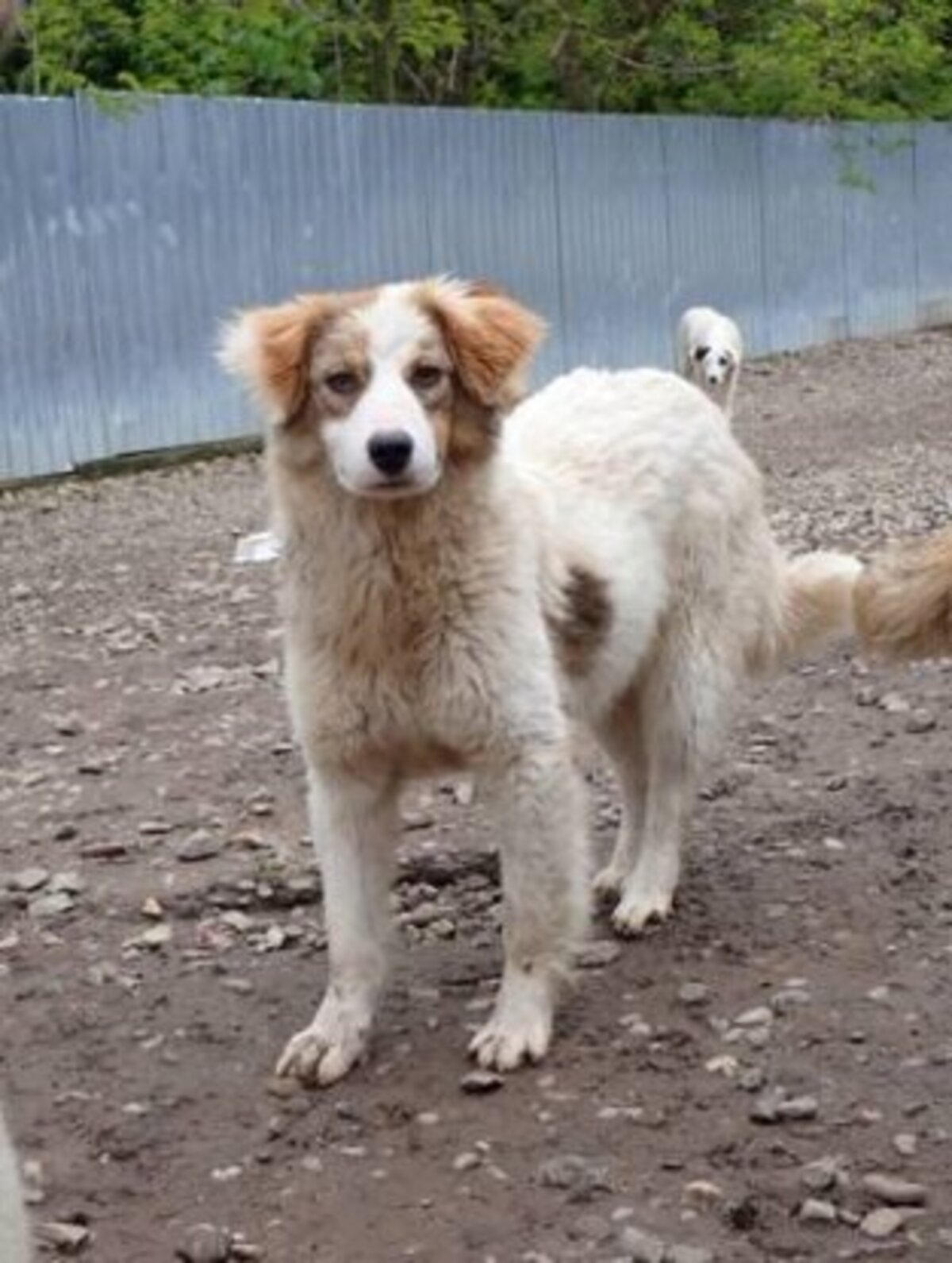 Adoption Loyd