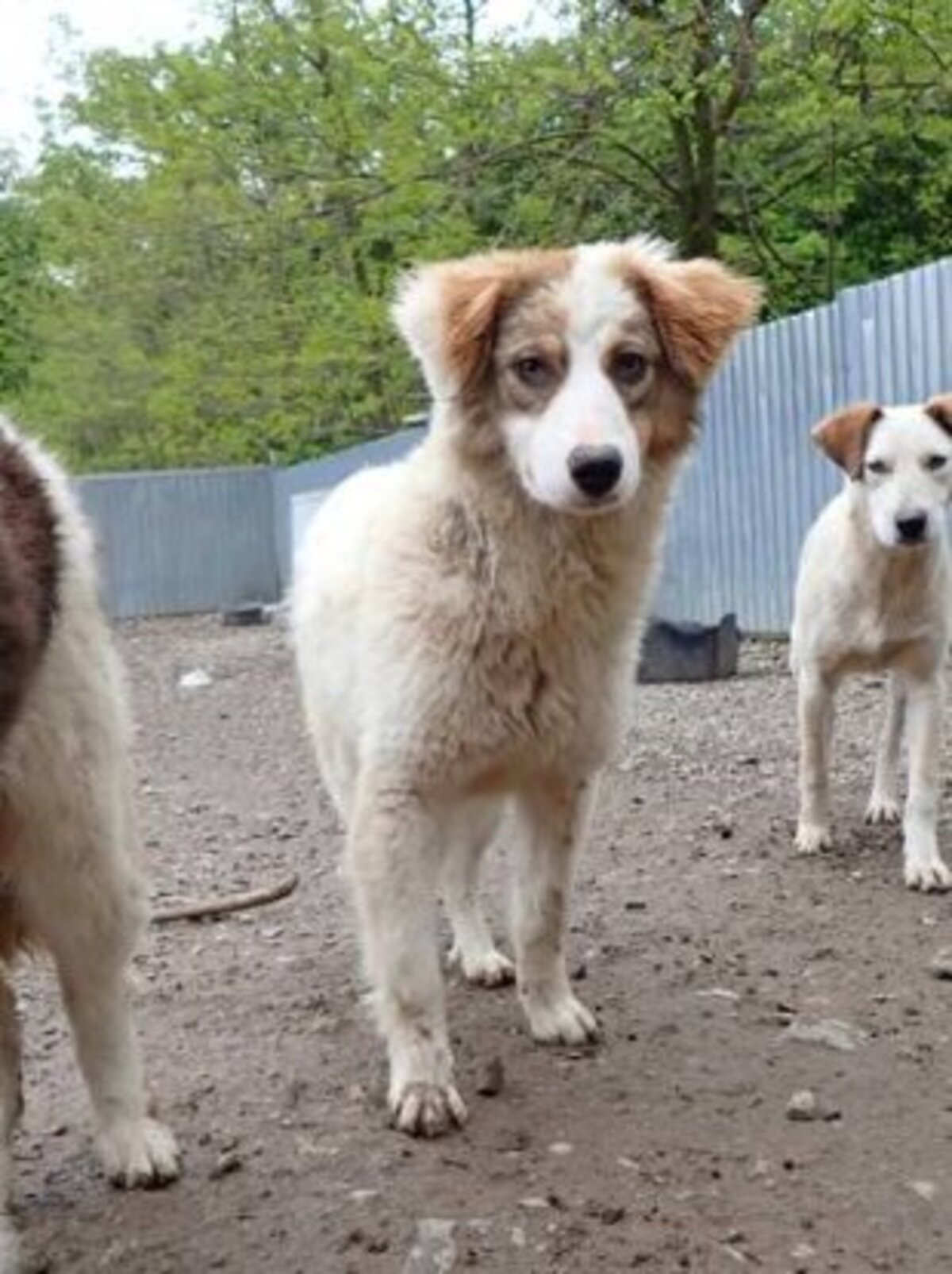 Adoption Loyd